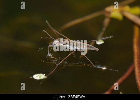 Gemeiner Teichläufer - Gerris lacustris mit Reflexion Stockfoto