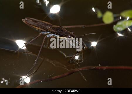 Gemeiner Teichläufer - Gerris lacustris mit Reflexion Stockfoto