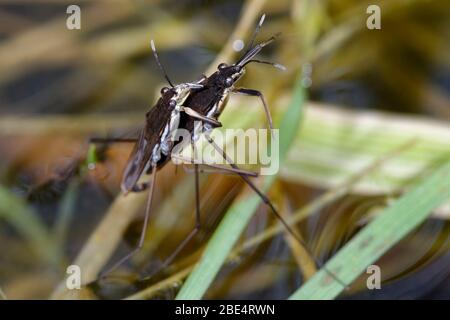 Gemeiner Teichläufer - Gerris lacustris Paarungspaar Stockfoto