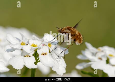 Dunkle Biene-Fliege - Bombylius Major Fütterung auf Perennial oder Evergreen Candytuft - Iberis sempervirens Stockfoto