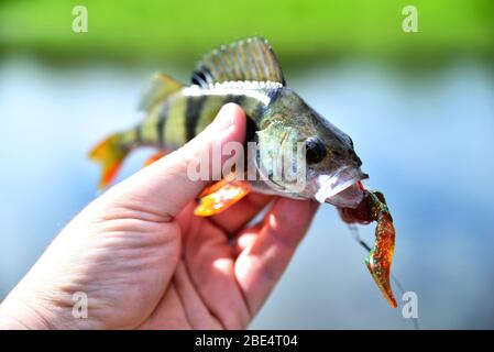 Angeln. Barsch in der Hand vor dem Hintergrund von Wasser und Grüns an einem sonnigen Tag mit einem Köder im Mund Stockfoto