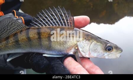 Kleine gefangener Zander in der Handfläche auf dem Hintergrund des Wassers Nahaufnahme Stockfoto