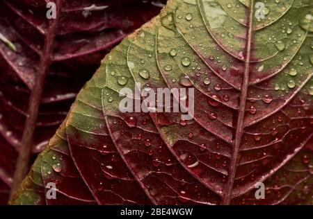 Wassertropfen auf den roten Amaranth-Blättern Stockfoto