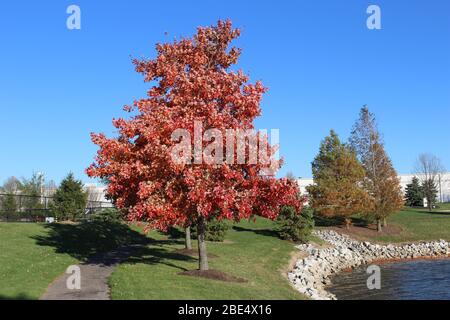 Groveport Ohio Straßen mit bunten Bäumen, Familie von Gänsen auf einem Teich, drei Bach Spaziergang Weg mit bunten Bäumen und grüner Landschaft umgeben Stockfoto