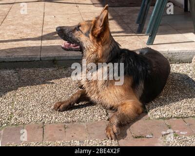 Porträt eines schmutzigen Deutschen Schäfers, 1 Jahr alt, liegt draußen. Stockfoto