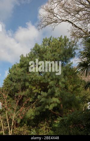 Grüne Blätter der mexikanischen gelben Kiefer oder Patula-Baum (Pinus patula) in einem Garten in ländlichen Devon, England, Großbritannien Stockfoto