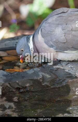 London, Großbritannien. April 2020. UK Wetter, 12. April 2020: Eine Holztaube kühlt sich ab, wenn sie aus einem Vogelbad im Schatten eines Gartens in Clapham, Süd-London, trinkt. Die Temperaturen werden heute, am Ostersonntag, im Süden Englands voraussichtlich 22 Grad Celsius erreichen, bevor sich kälteres Wetter aus dem Norden einzieht. Quelle: Anna Watson/Alamy Live News Stockfoto