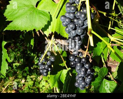 Trauben von reifen lila Trauben auf einer Rebe im Garten an sonnigen Sommertag im Freien Nahaufnahme Stockfoto