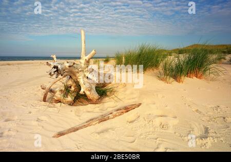 Dünen an der Küste der Ostsee. Stockfoto