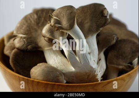 Der köstliche Austernpilz, frisch gepflückt, wartet darauf, gekocht zu werden. Stockfoto