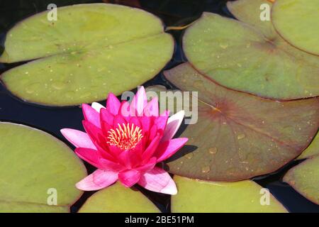 Rosa Wasser Lily Nymphaea sp. Stockfoto
