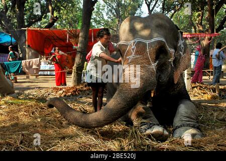 Elefantendekoration auf Sonepur Tiermesse bihar indien Stockfoto