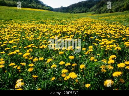 Grünes Wiesenfeld mit leuchtend gelben Löwenzahn-Blüten (Taraxacum officinale) im Frühjahr, Gloucestershire, England, Großbritannien Stockfoto