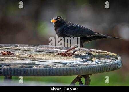 Männliche Amsel. Stockfoto