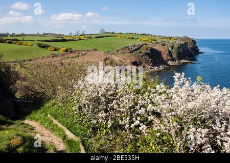 Blühende Schwarzdornhecke entlang des Küstenwanderweges westlich von Benllech, Isle of Anglesey, Wales, Großbritannien Stockfoto