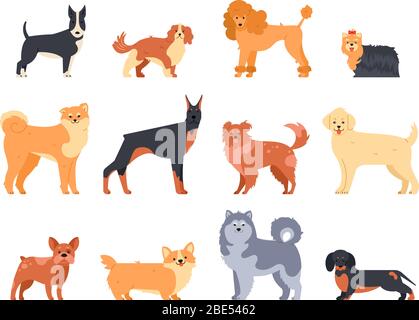 Hunderassen. Dobermann Hund, alaskan Malamute, niedlichen Bulldogge und akita. Gruppe von reinrassigen Stammbaum doggy Charakter Vektor isoliert Illustration Symbole Stock Vektor