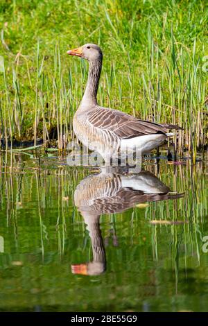 Ein Greyleg Gooze oder Anser Anser mit Reflektion im Wasser Stockfoto