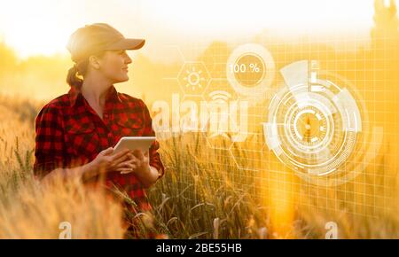 Eine Frau Bauer untersucht den Bereich der Getreide- und sendet die Daten an die Wolke aus der Tablette. Smart Farming und digitale Landwirtschaft. Stockfoto