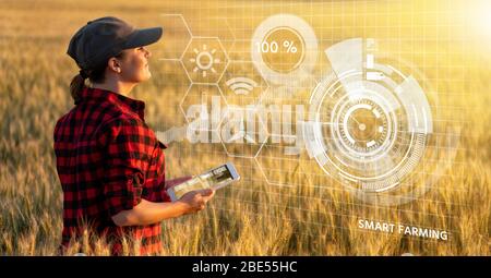 Eine Frau Bauer untersucht den Bereich der Getreide- und sendet die Daten an die Wolke aus der Tablette. Smart Farming und digitale Landwirtschaft. Stockfoto