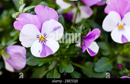 Pansy Panola Marina Shades Stockfoto