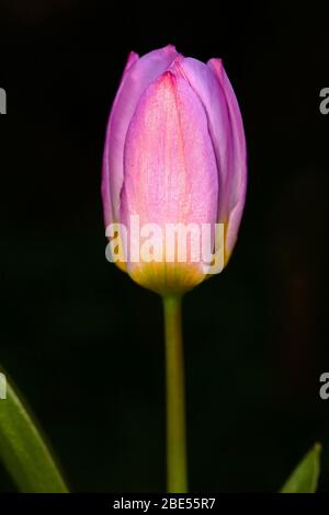 Tulipa saxatilis ‘Lilac Wonder’ Stockfoto
