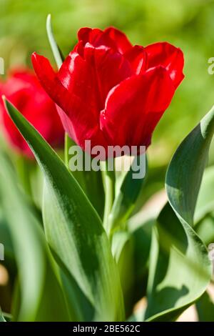 Tulipa 'Seadov' Triumph Tulpenzwiebeln Stockfoto