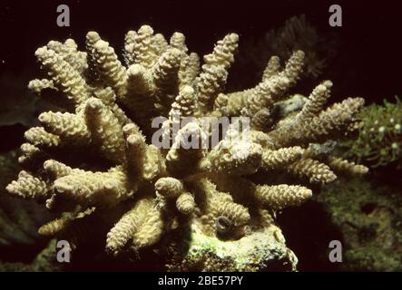 Steinkorallen (Acropora millepora) Stockfoto