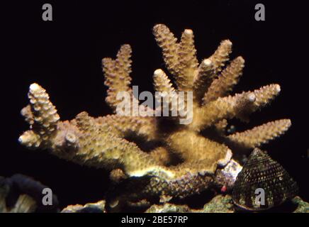 Steinkorallen (Acropora millepora) Stockfoto