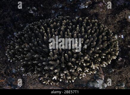 Bei Ebbe steinige Korallen (Acropora millepora) aus dem Wasser anhäuten Stockfoto