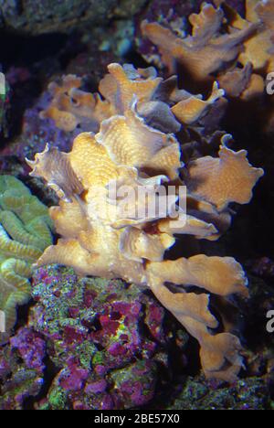 Serpent Coral, Pachyseris speciosa Stockfoto