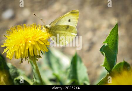 Selektiver Fokus auf Schmetterling, weiße Schmetterlinge auf Löwenzahn Blume in Wiese Stockfoto