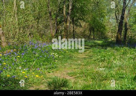 Blaubellen und Haselnussholz in Garston Wood Nature Reserve, Sixpenny Handley, East Dorset, England Stockfoto