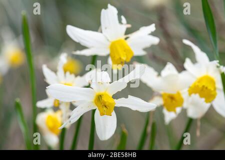 Schnecken- und Schneckenschäden an Narzissenblüten Stockfoto