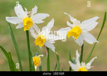 Schnecken- und Schneckenschäden an Narzissenblüten Stockfoto