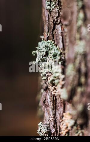 Moosig gefallener Baumstamm grün Stockfoto