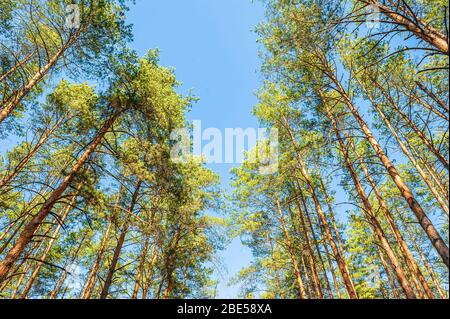 Hohe schöne Nadelbäume vor einem blauen, sonnigen Himmel Stockfoto