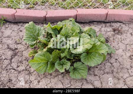 Es muss Frühling sein, da der Rhabarber sehr schnell wächst Stockfoto