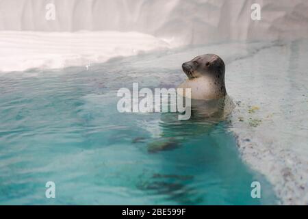 Liebenswert Largha Robbe Baden im klaren Wasser Stockfoto