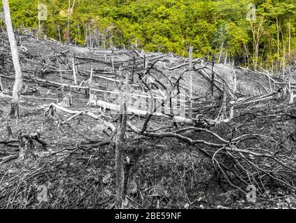 Verbrannter Wald. Traurig, so viele natürliche Waldgebiete zu sehen, die von Einheimischen oder großen Unternehmen zerstört werden. Tote Flora, Fauna Massive gefährliche Dunst Stockfoto