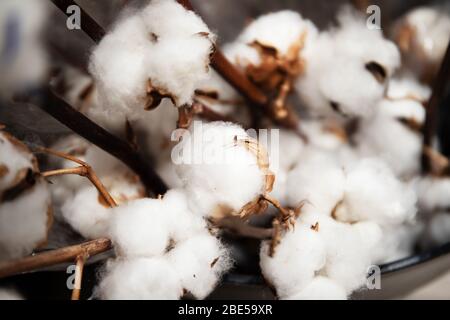 Baumwollsprossen aus nächster Nähe. Schöne flauschige Baumwolle Stockfoto