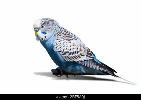 Wellensittich-Vogel auf weißem Hintergrund isoliert ( Melopsittacus undulatus ) Stockfoto