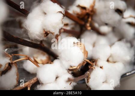 Baumwollsprossen aus nächster Nähe. Schöne flauschige Baumwolle Stockfoto