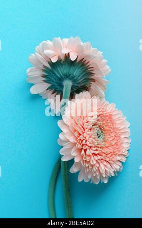 Flauschige grüne Rückseite der Gerbera auf türkisfarbenem Hintergrund. Romantische Grußkarte mit Blumenmuster und Platz für Text. Stockfoto