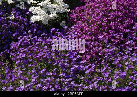 Aubretia, auch bekannt als Felsenkresse, blüht im Frühling im Steingarten Stockfoto
