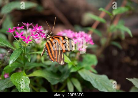 Schöner Schmetterling sitzt auf einer rosa Blume in einem Sommergarten Stockfoto