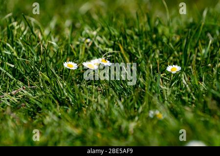 Schöne Gänseblümchen, die im Frühling inmitten eines grünen Rasens wachsen Stockfoto