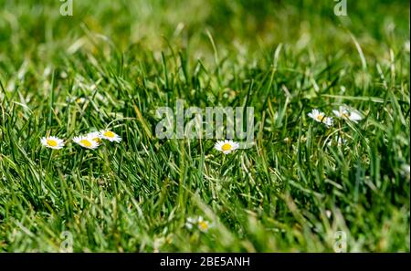 Schöne Gänseblümchen, die im Frühling inmitten eines grünen Rasens wachsen Stockfoto