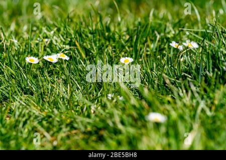 Schöne Gänseblümchen, die im Frühling inmitten eines grünen Rasens wachsen Stockfoto