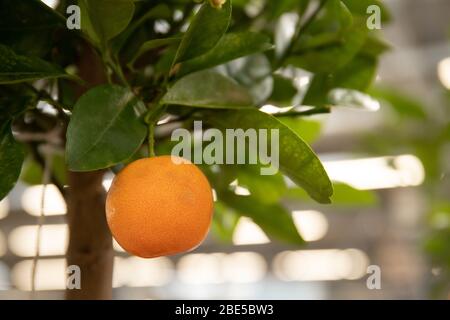 Mandarinen auf einem Ast. Frische und schöne Zitrusfrüchte Stockfoto