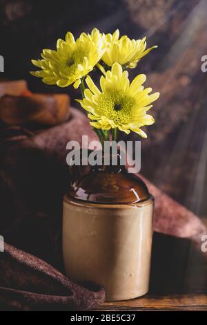 Gelbe Chrysanthemen blühen in einem braunen Krug auf einer rustikalen Holzfläche mit von oben leuchtenden Lichtstrahlen Stockfoto